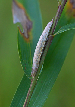 Southern Pearly-Eye caterpillar